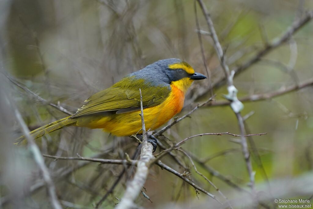 Orange-breasted Bushshrike