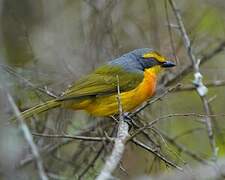 Orange-breasted Bushshrike