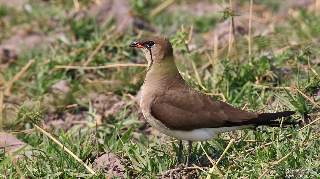 Black-winged Pratincoleadult breeding