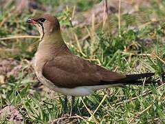 Black-winged Pratincole