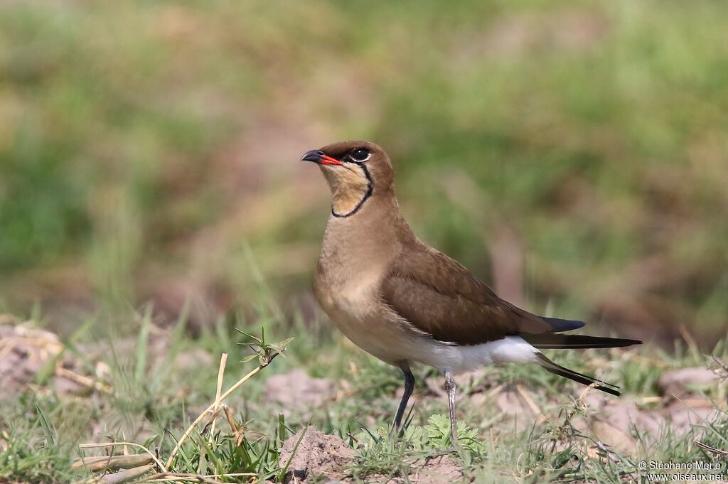 Black-winged Pratincole