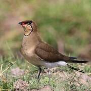 Black-winged Pratincole