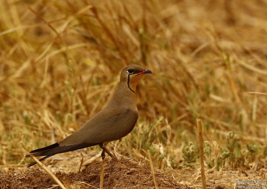 Collared Pratincoleadult