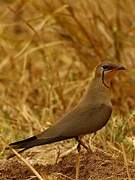 Collared Pratincole