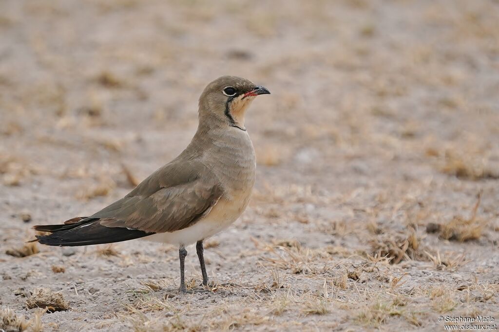 Collared Pratincole