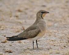 Collared Pratincole