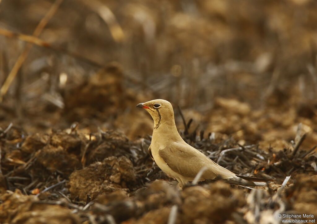 Collared Pratincoleadult