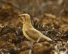 Collared Pratincole