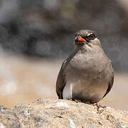 Rock Pratincole