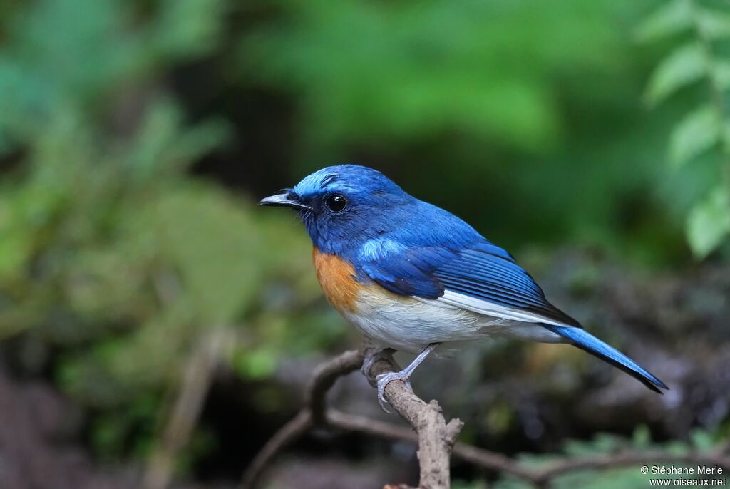 Gobemouche à menton bleu