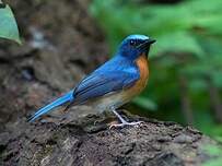 Gobemouche à menton bleu