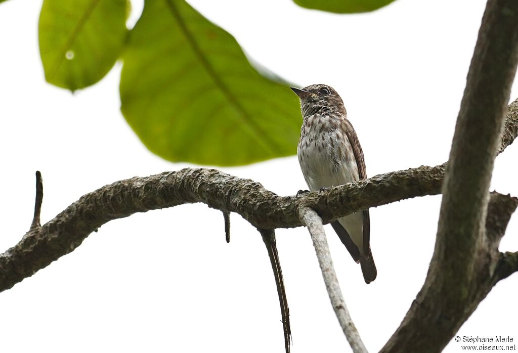 Gobemouche à taches grises