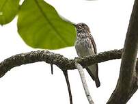 Grey-streaked Flycatcher