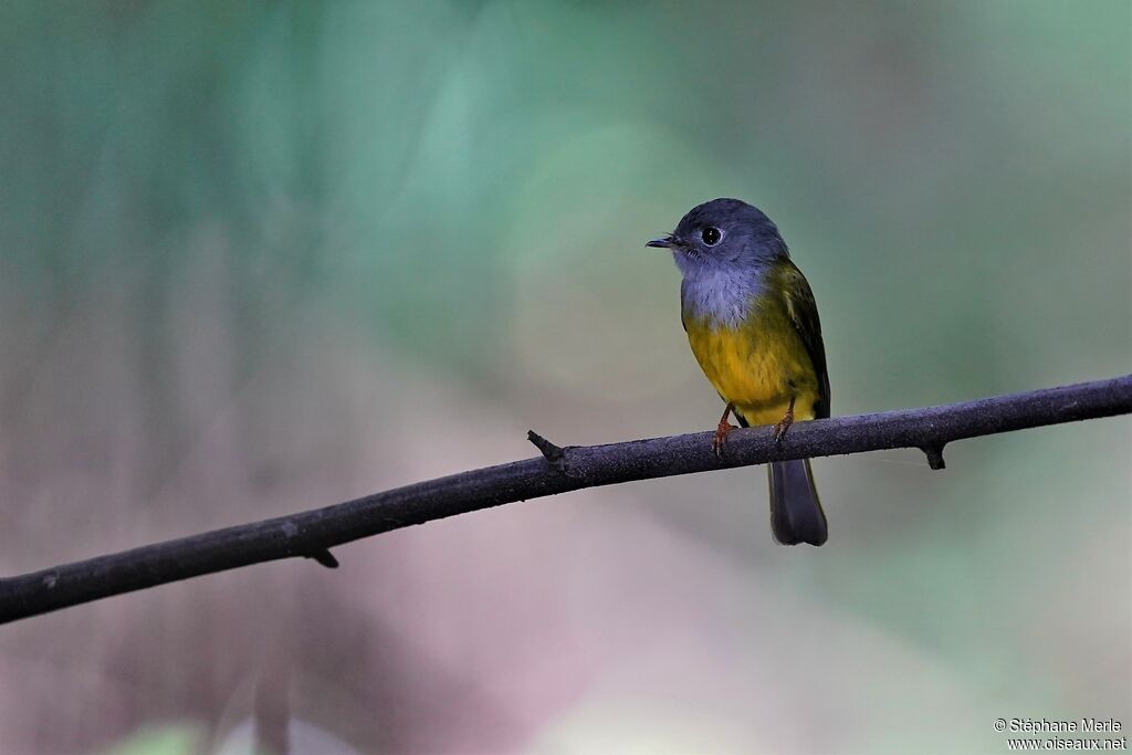 Grey-headed Canary-flycatcheradult