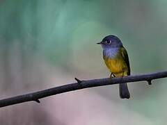 Grey-headed Canary-flycatcher