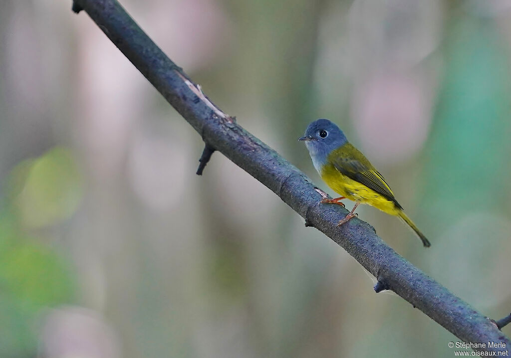 Grey-headed Canary-flycatcheradult