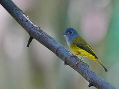 Grey-headed Canary-flycatcher