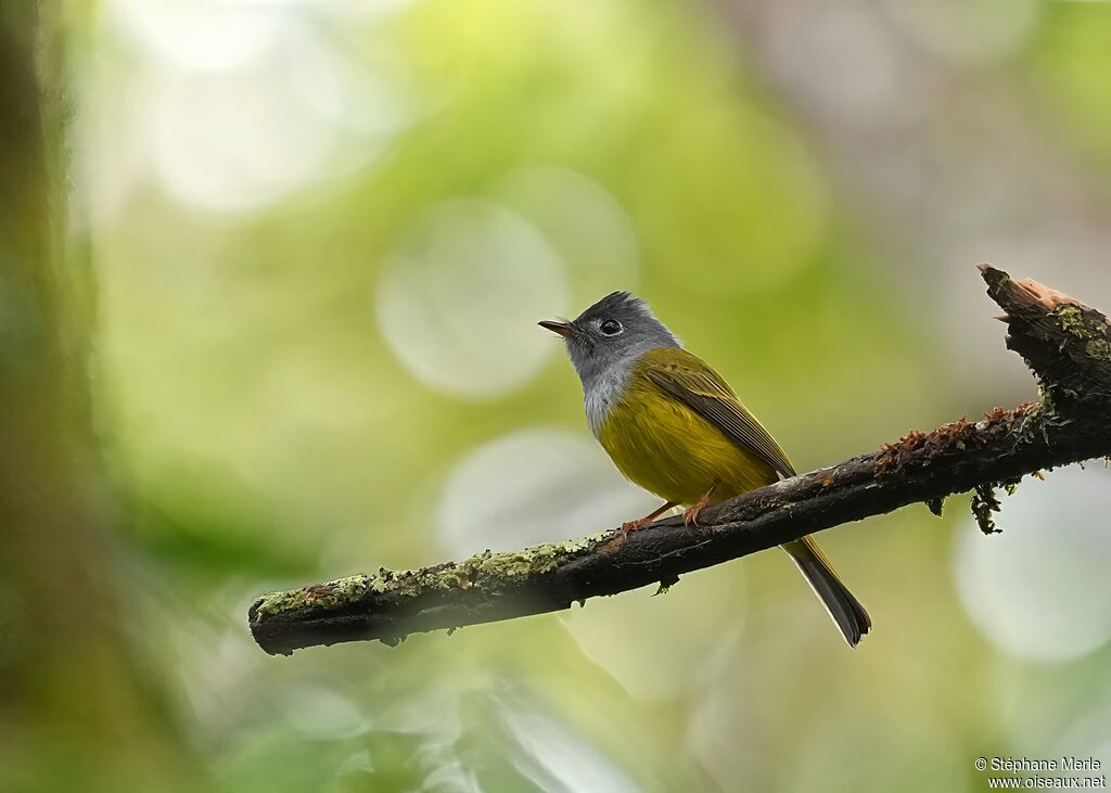 Gobemouche à tête grise