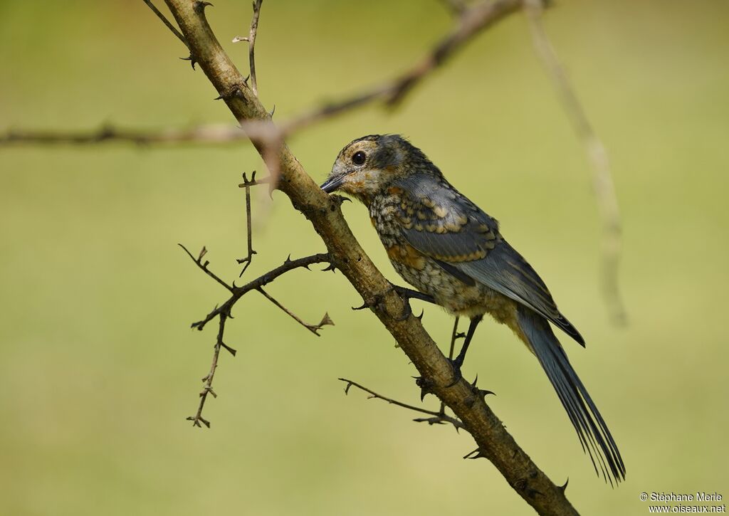 Gobemouche argentéimmature