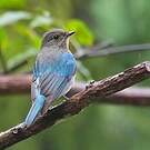 Gobemouche bleu