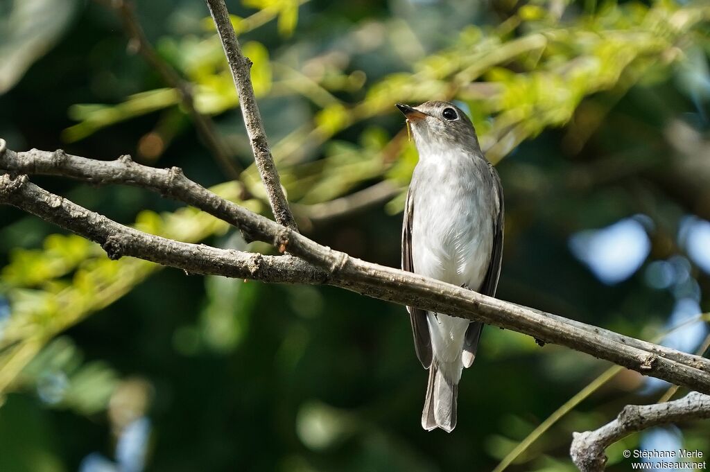 Asian Brown Flycatcher