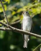 Asian Brown Flycatcher