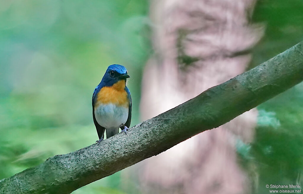 Indochinese Blue Flycatcher male adult