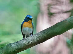 Indochinese Blue Flycatcher