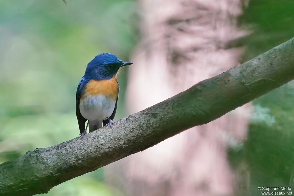 Indochinese Blue Flycatcher male