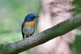 Indochinese Blue Flycatcher