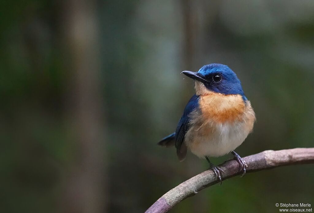 Gobemouche de Balabac