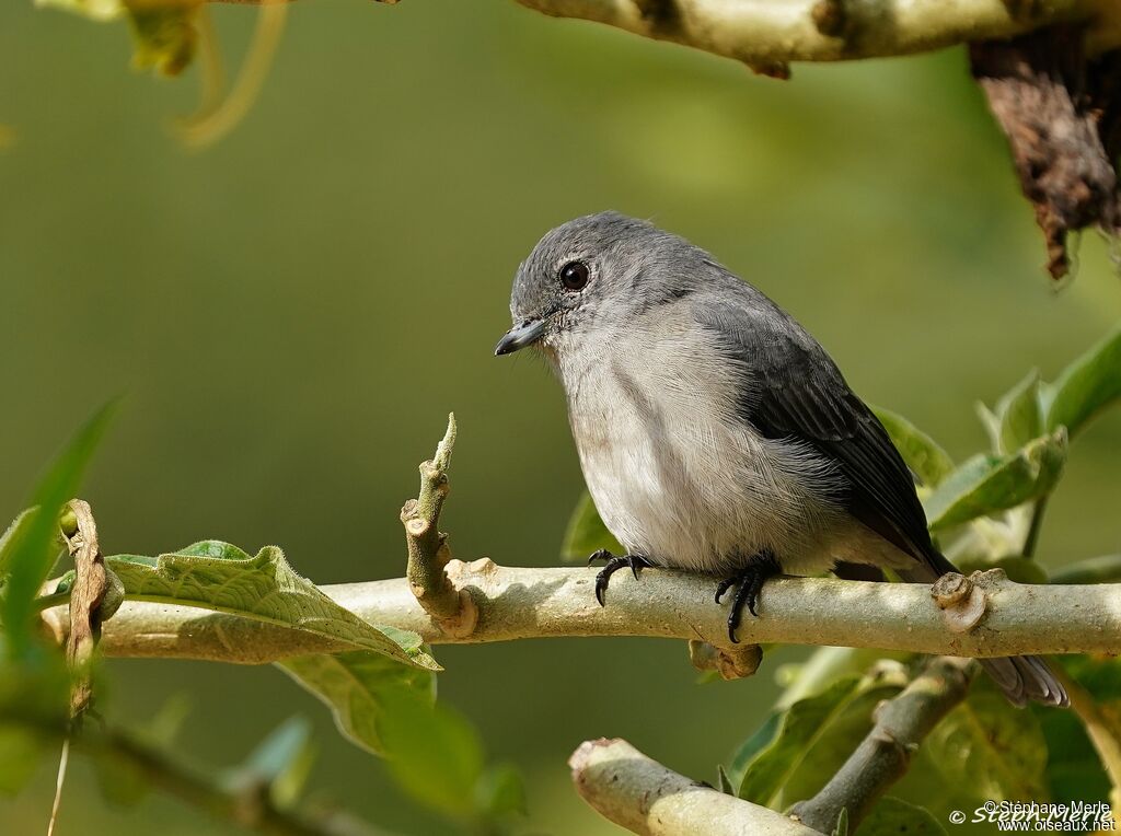 White-eyed Slaty Flycatcher