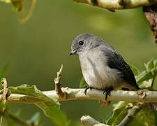 White-eyed Slaty Flycatcher