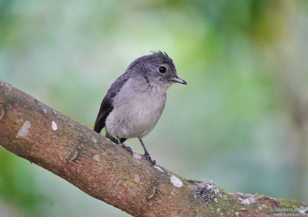 White-eyed Slaty Flycatcher