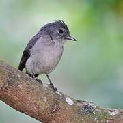 White-eyed Slaty Flycatcher