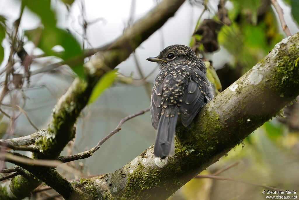 White-eyed Slaty Flycatcherimmature