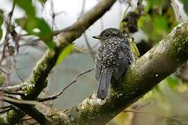 White-eyed Slaty Flycatcher