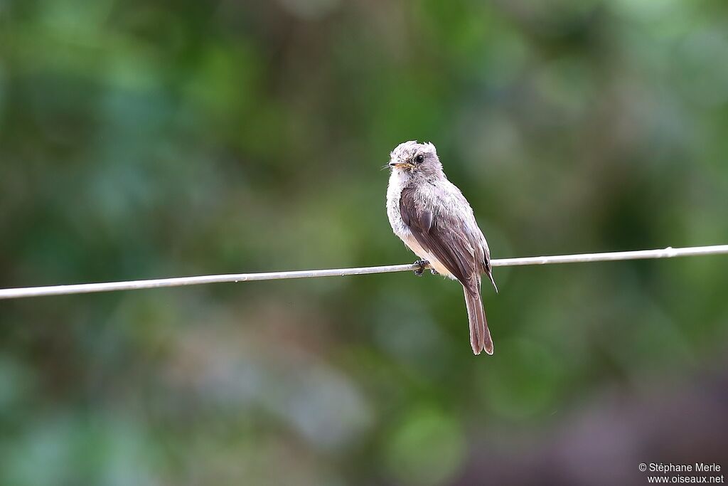 Gambaga Flycatcher