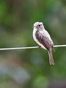 Gambaga Flycatcher