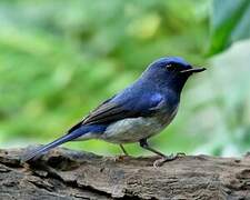 Hainan Blue Flycatcher