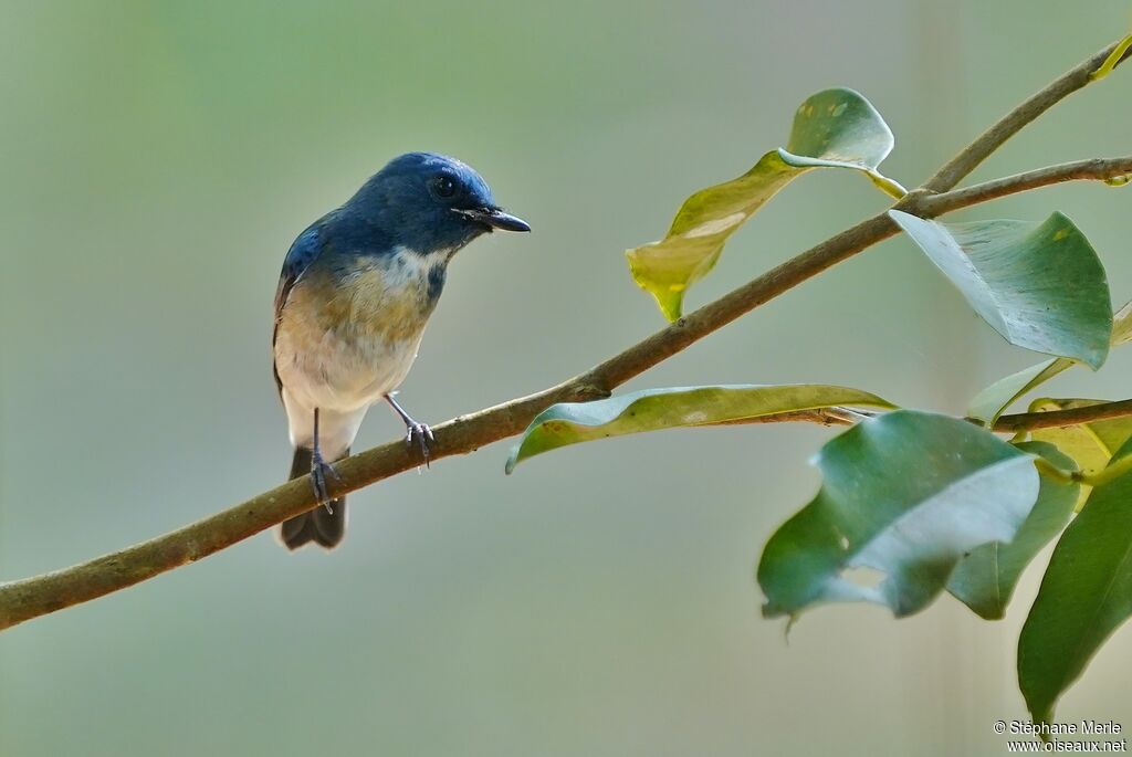 Hainan Blue Flycatcher male adult