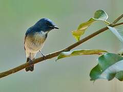 Hainan Blue Flycatcher