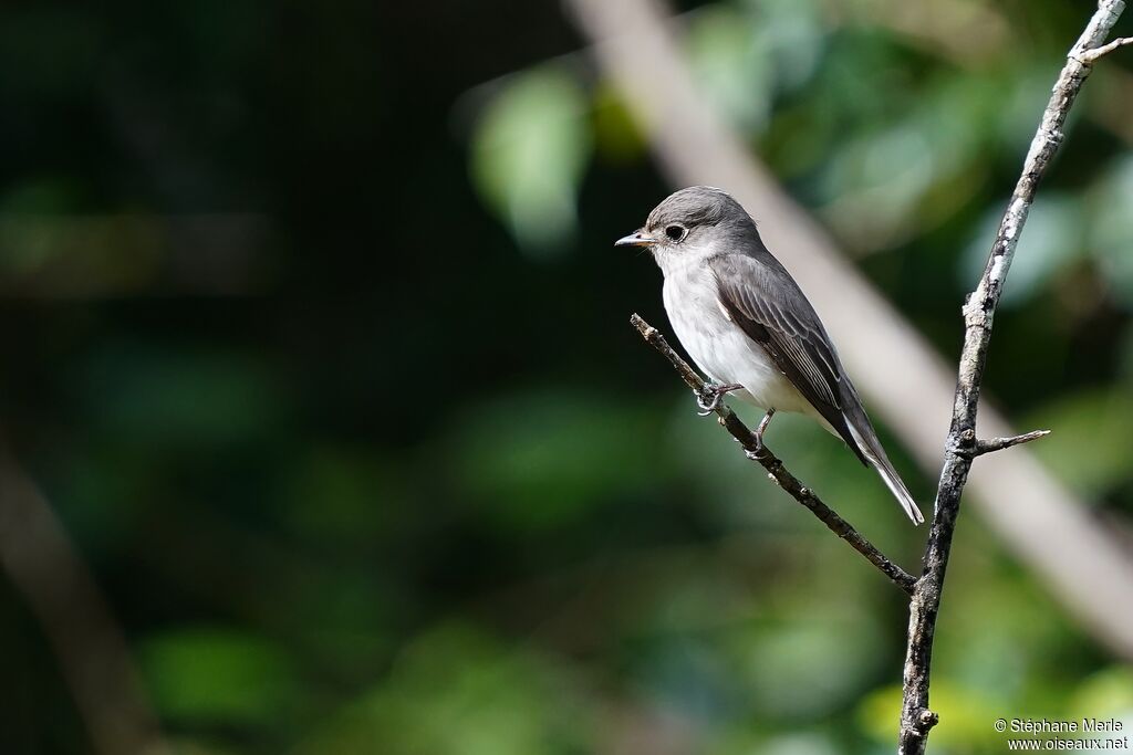 Taiga Flycatcher female adult