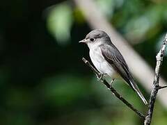 Taiga Flycatcher