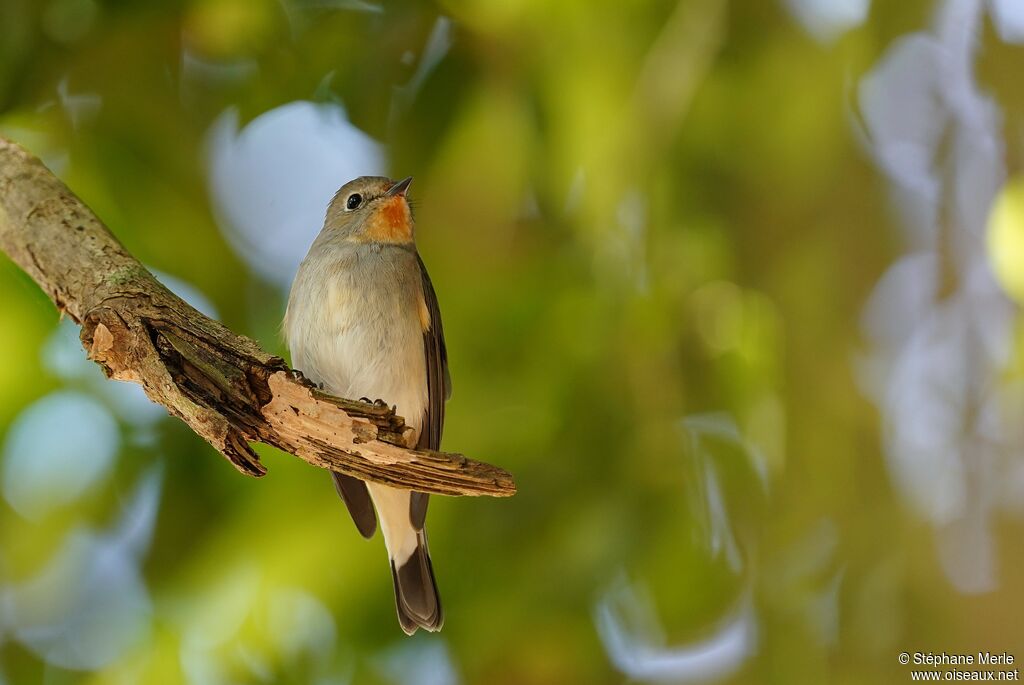 Taiga Flycatcher male adult