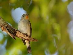 Taiga Flycatcher