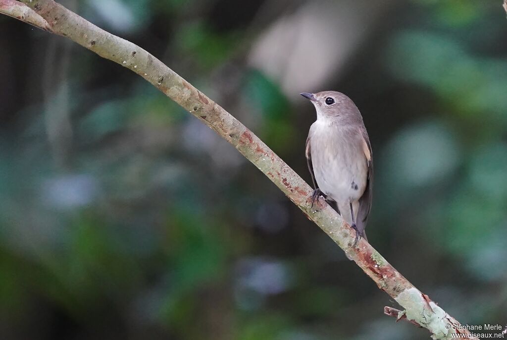 Taiga Flycatcher female adult