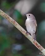 Taiga Flycatcher