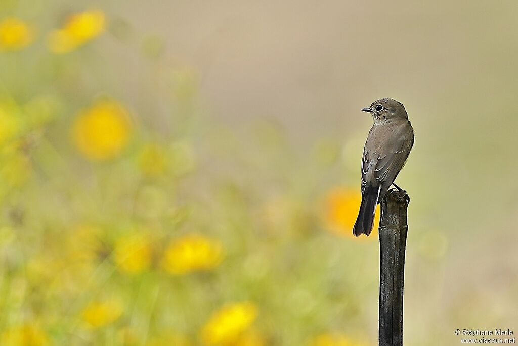 Taiga Flycatcher female adult
