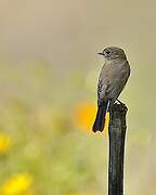 Taiga Flycatcher